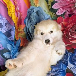 Flowers - 1,200 - Silver female Pomsky puppy in Spring Hill, Florida from www.PuppyTimeEmporium.com