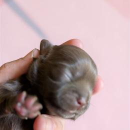 Treasure - Chocolate female Shih Tzu puppy in Claxton, Georgia from Small Pawz Shih tzu