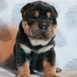 Annabelle - Blue female Chinese Shar-Pei puppy in Clarksville, Tennessee from Wrinkle Bum Shar-Pei