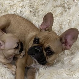 Maddie - French Bulldog