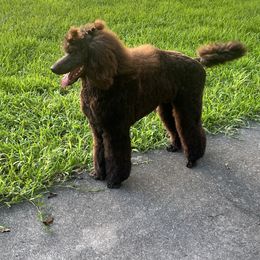 Labradoodle, Labrador Retriever, and Poodle Puppies from LLL Dog Ranch