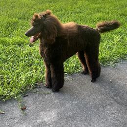 Labradoodle, Labrador Retriever, and Poodle Puppies from LLL Dog Ranch