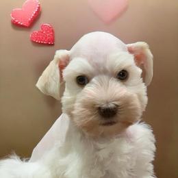 Queen Bea - Parti female Miniature Schnauzer puppy in Kentucky from Mrs Bs Teeny Schnauzers & Doodles