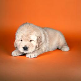 Orange Boy - Golden Retriever puppy in Carmel, Indiana from Sterling Valleys Goldens and Aussies