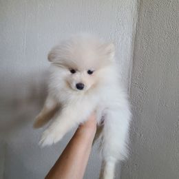 Boy 1 - Black parti male Pomeranian puppy in Ontario, California from Cynthia's Pomeranians