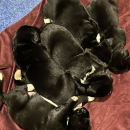 Newfoundland puppies from Crossroads Canines ~ Brussels Griffon and Newfoundland Dogs