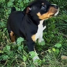 Male 2 - Black tan and white male Rat Terrier puppy in Denver, Colorado from K2 RAT TERRIERS (COLORADO)