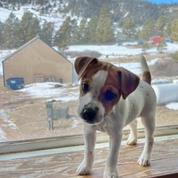 Jack Russell Terrier Puppies from Shavano Creek Jack Russell Terriers, LLC
