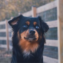 Pidge - Toy Australian Shepherd