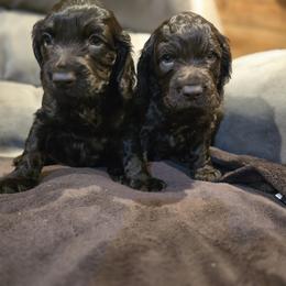 Boykin Spaniel, English Springer Spaniel, and Rat Terrier Puppies from 31 Pines Kennels