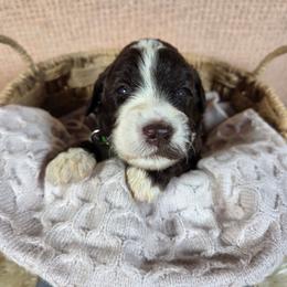 Bjorn - Brown and white male Aussiedoodle puppy in Haleyville, Alabama from The Cuddly Dood Ranch