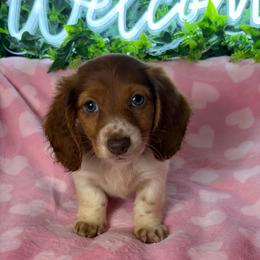 Becky - Piebald female Dachshund puppy in Lake City, Florida from My Ditzy Doxies of Florida