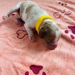 Girl 3 - female Cavapoo puppy in Avon, Indiana from Puppylove for Doodles