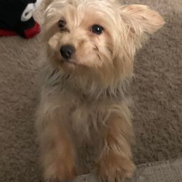 Yorkshire Terriers from Love Byrd Yorkies