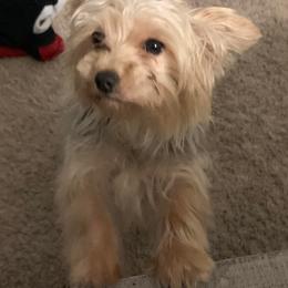 Yorkshire Terriers from Love Byrd Yorkies