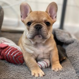 French Bulldog Puppies from Country Bumpkins Frenchies