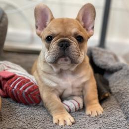 French Bulldog Puppies from Country Bumpkins Frenchies
