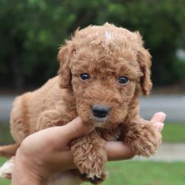 Cedar - Red  male Goldendoodle puppy in Palmetto Bay, Florida from SOMIDOODLES