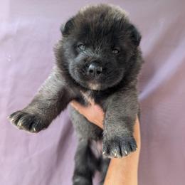 Saki's Girl - Black female Akita puppy in South Carolina from Sierra Mountain Akitas