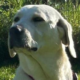 Liberty - Labrador Retriever