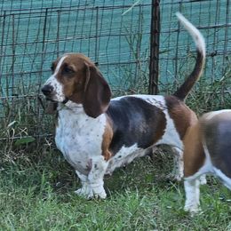 NayNay - Basset Hound