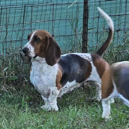 NayNay - Basset Hound