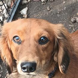 Oliver - Dachshund
