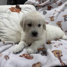 Mr. potato head - Light golden male Golden Retriever puppy in Lincoln, California from Roberts Golden Retrievers