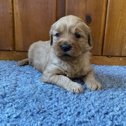 Bonnie - Apricot female Goldendoodle puppy in Lowville, New York from Adirondack Labradoodles