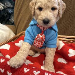 Remy - Apricot male Poodle puppy in Mobile, Alabama from Semmy’s Standard Poodle LLC