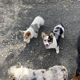 American Corgi and Pembroke Welsh Corgi Puppies from Elk Ridge Corgis