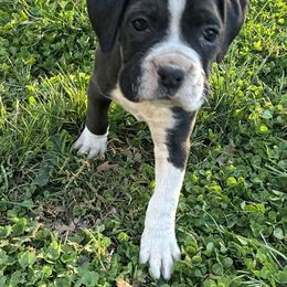 Boxer Puppies from House of boxers