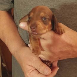 Meg (Red) - Red female Dachshund puppy in Frankfort, Kentucky from Gigi's Dachshunds