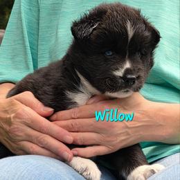 Willow - Black and white female Siberian Husky puppy in Meridian, Mississippi from JJ's Huskies