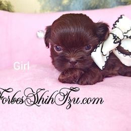 Girl 2 - Chocolate female Shih Tzu puppy in Ocala, Florida from Forbes Shih Tzu