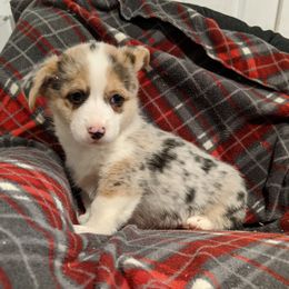 American Corgi Puppies from Bitty B Farms