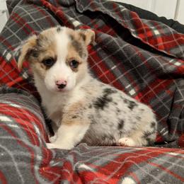 American Corgi Puppies from Bitty B Farms