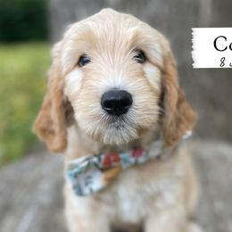Courage - Green Collar - Boy - Apricot Goldendoodle puppy in Conway, New Hampshire from Arbor Grace Doodles