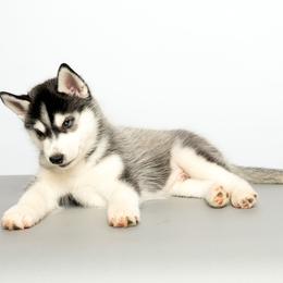 Byron - Black and white male Siberian Husky puppy in Meadow Vista, California from Thistle Hill Siberians