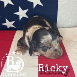 Ricky - Dapple male Dachshund puppy in Lexington, Oklahoma from BooneDox Miniature Dachshunds