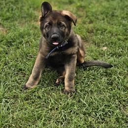 German Shepherd Puppies from Von Thomson Haus