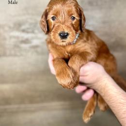 Ian - Red  male Goldendoodle puppy in Abilene, Texas from Mesquite Kennels