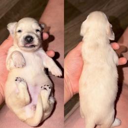 Girl 2 - Cream female Dachshund puppy in Hornbeck, Louisiana from A&Z Mini Dachshunds