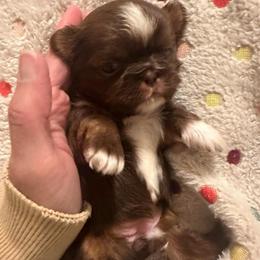Gracie - Liver female Shih Tzu puppy in Tennessee from Cutshall Babies