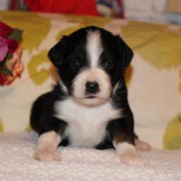 Luna Mae - Black tri Miniature Australian Shepherd puppy in Gretna, Virginia from Adams Acres Cattle Dogs