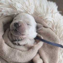 Waffles - purple collar - Light golden male Golden Retriever puppy in Noblesville, Indiana from Ivory & Pine Goldens