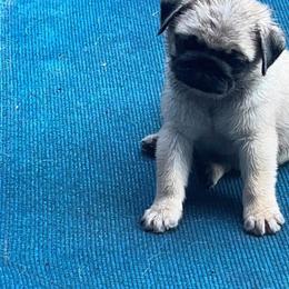 Pug Puppies from Pickwick Pugs