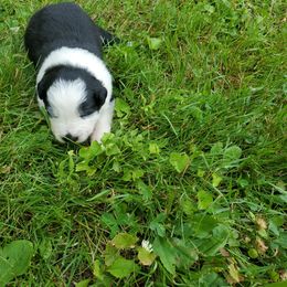 Girl 1 - female Border Collie puppy in Chester, Vermont from Countryside Border Collies