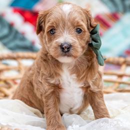 Dixie - Red  female Goldendoodle puppy in Lumberton, Mississippi from SouthernDoodlebug/ Utah Doodlebug