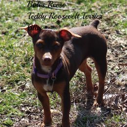 Reese - Teddy Roosevelt Terrier